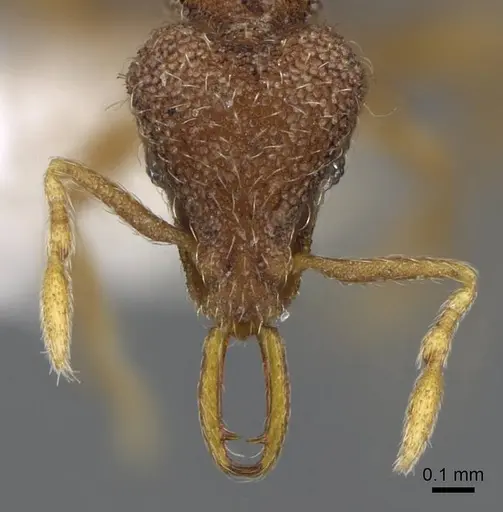 Strumigenys frivaldszkyi - CASENT0914796