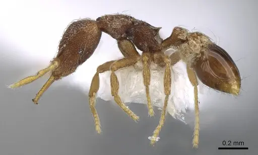 Strumigenys frivaldszkyi - CASENT0914796