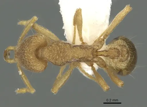 Strumigenys frivola specimen