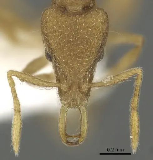 Strumigenys frivola specimen