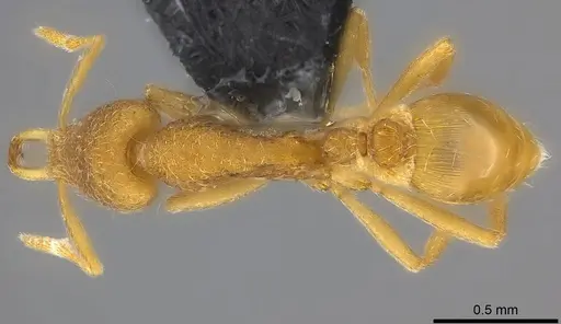 Strumigenys frivola - CASENT0186989