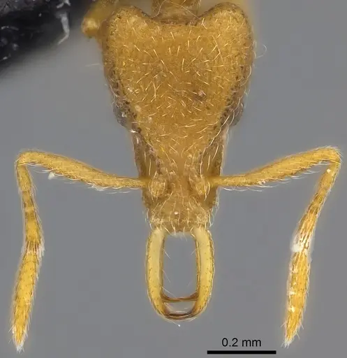 Strumigenys frivola - CASENT0186989