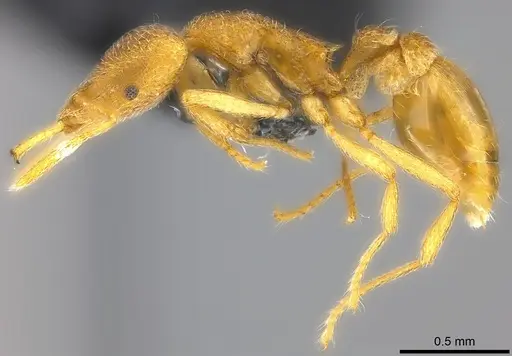 Strumigenys frivola - CASENT0186989