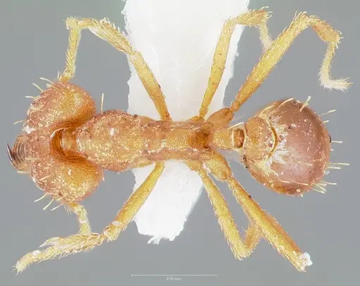 Strumigenys fronto specimen