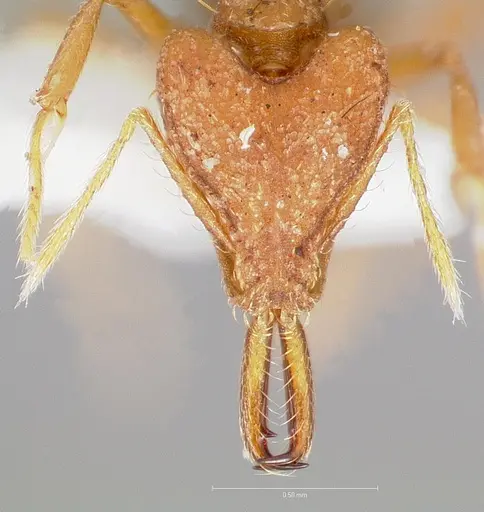 Strumigenys fronto specimen
