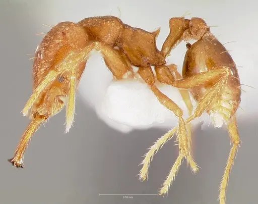 Strumigenys fronto specimen
