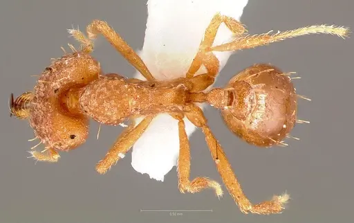 Strumigenys fronto - CASENT0005539