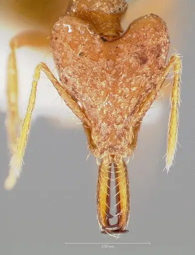 Strumigenys fronto - CASENT0005539