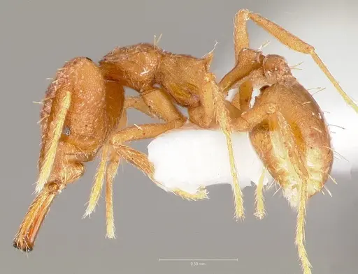 Strumigenys fronto - CASENT0005539