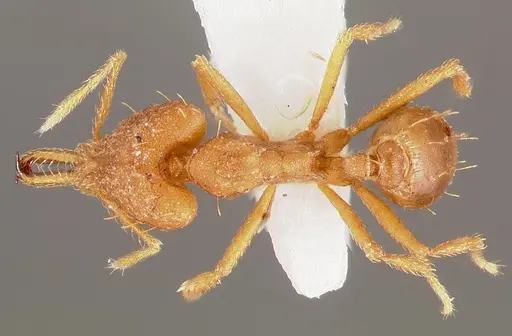 Strumigenys fronto - CASENT0005540