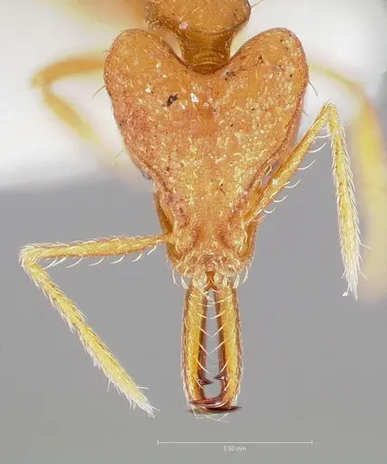 Strumigenys fronto - CASENT0005540