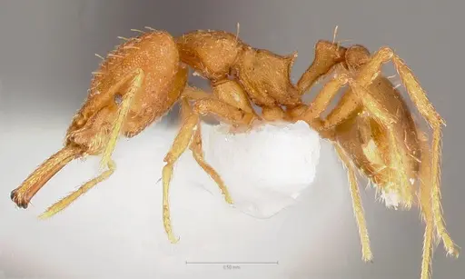 Strumigenys fronto - CASENT0005540