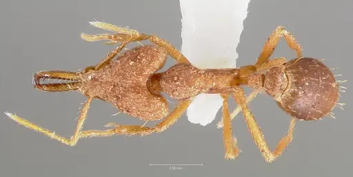 Strumigenys fronto - CASENT0005541