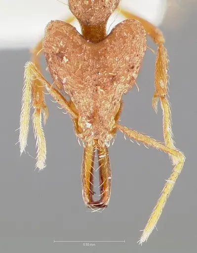 Strumigenys fronto - CASENT0005541