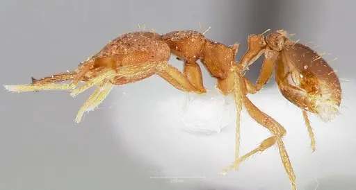 Strumigenys fronto - CASENT0005541