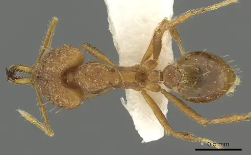 Strumigenys fronto - CASENT0900704