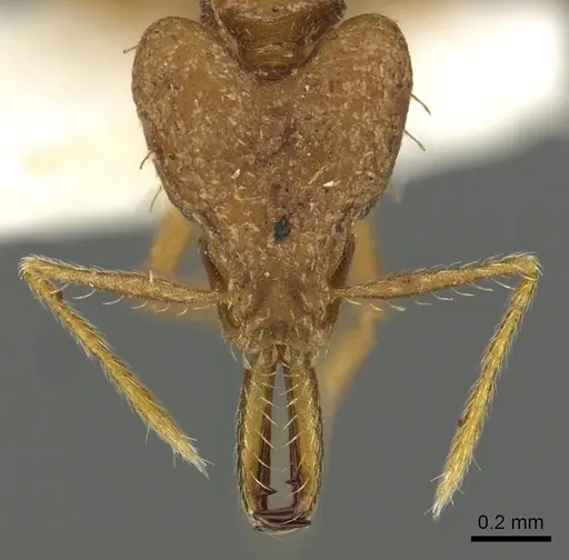 Strumigenys fronto - CASENT0900704