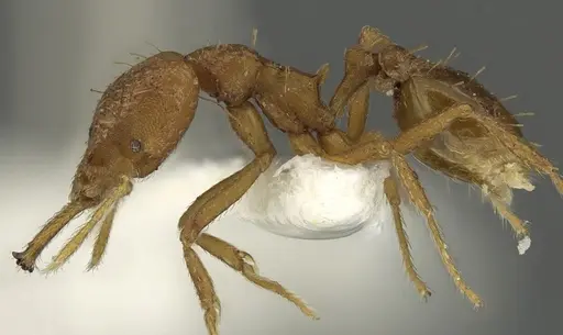 Strumigenys fronto - CASENT0900704