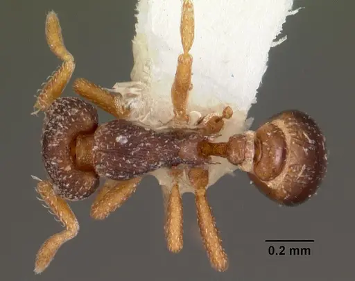 Strumigenys fulda specimen