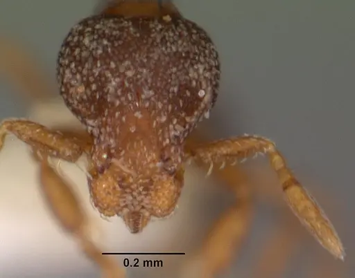 Strumigenys fulda specimen