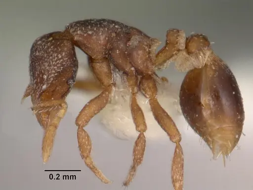 Strumigenys fulda specimen