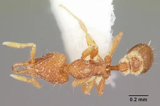 Strumigenys furfara specimen