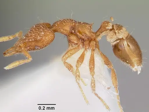 Strumigenys furfara specimen