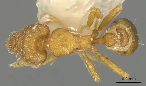 Strumigenys furtiva specimen