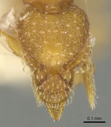 Strumigenys furtiva specimen