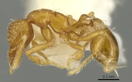 Strumigenys furtiva specimen