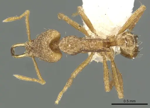Strumigenys gabarys specimen