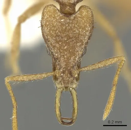 Strumigenys gabarys specimen