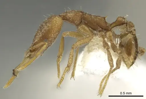 Strumigenys gabarys specimen