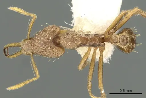 Strumigenys gamegyn specimen