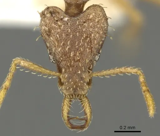 Strumigenys gamegyn specimen