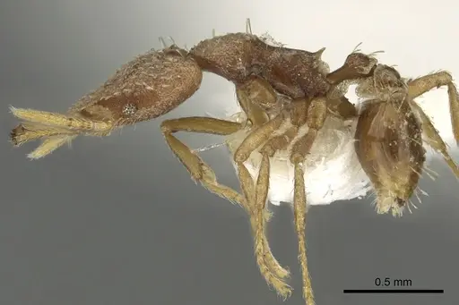 Strumigenys gamegyn specimen