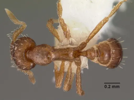 Strumigenys gatuda specimen