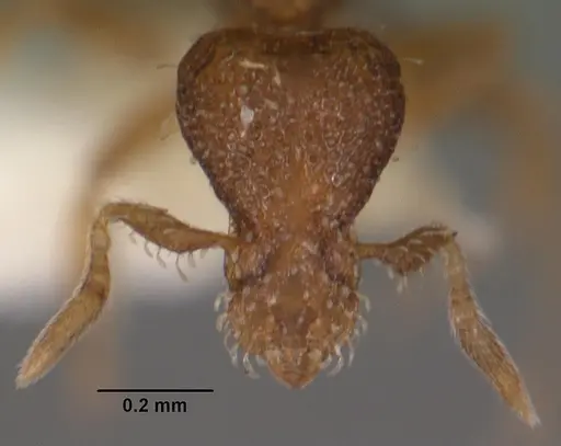 Strumigenys gatuda specimen