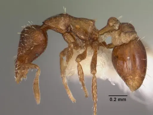 Strumigenys gatuda specimen