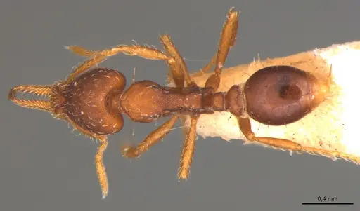 Strumigenys gemella specimen