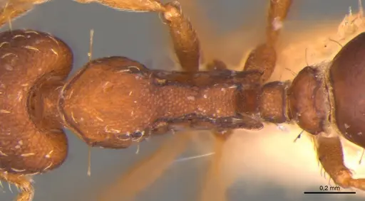 Strumigenys gemella specimen