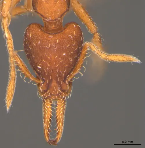 Strumigenys gemella specimen