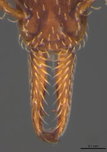 Strumigenys gemella - MZSP89416
