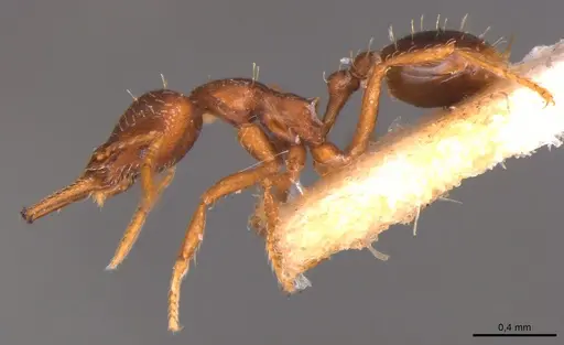 Strumigenys gemella - MZSP89416