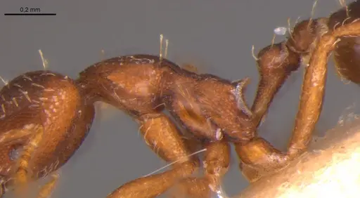 Strumigenys gemella - MZSP89416