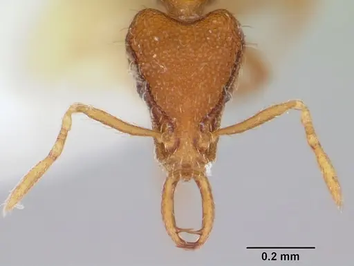 Strumigenys geminata specimen