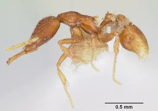 Strumigenys geminata specimen