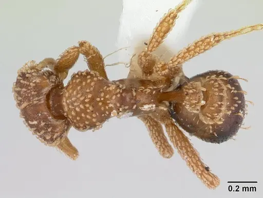 Strumigenys geoterra specimen