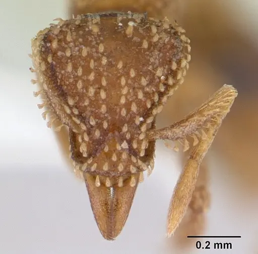 Strumigenys geoterra specimen