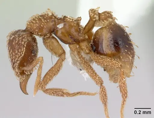 Strumigenys geoterra specimen